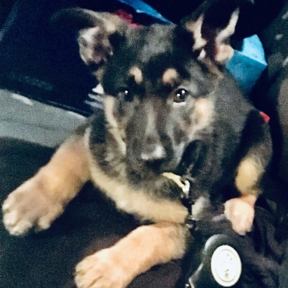 Meet your Posher, Monique